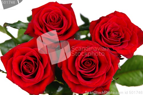 Image of Red roses