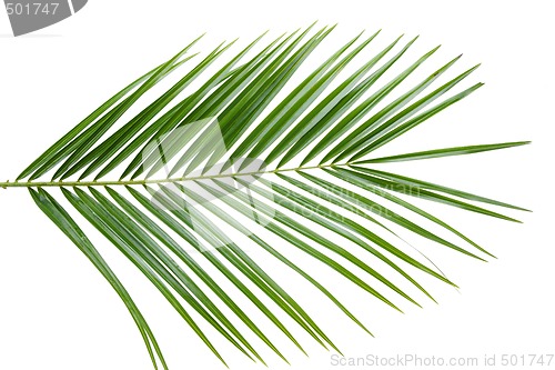 Image of Palm tree leaf
