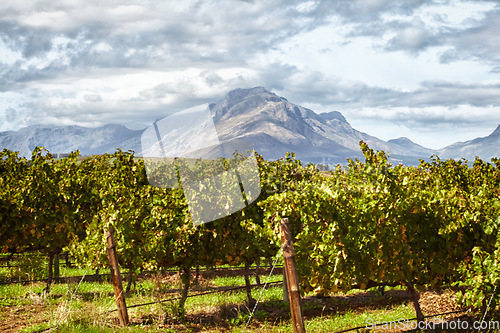 Image of Farm, vineyard and mountain in the background for agriculture, sustainability or organic wine farming. Sky, nature and spring with crops growing in the countryside for alcohol production outdoor