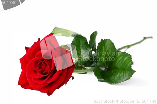 Image of Lonely red rose