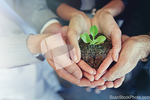 Image of Closeup, hands and group with a plant, business and sustainability for development, economic growth and startup. Zoom, staff and employees with seedling, dirt and hope with entrepreneurship and goal