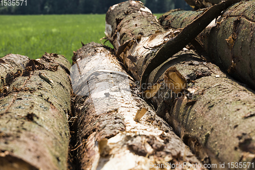 Image of logging pine logs