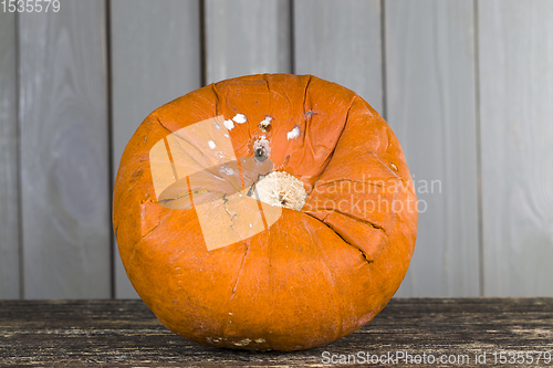 Image of big ripe orange pumpkin , close-up of raw food for cooking, started rotting pumpkin