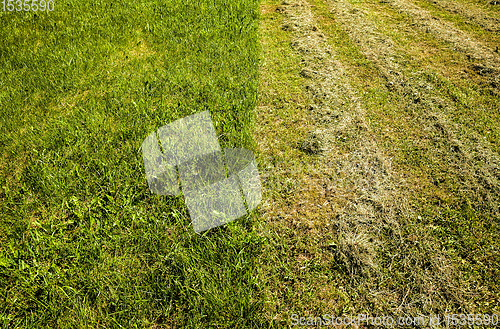 Image of grass mowing care