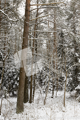 Image of snow covered mixed trees