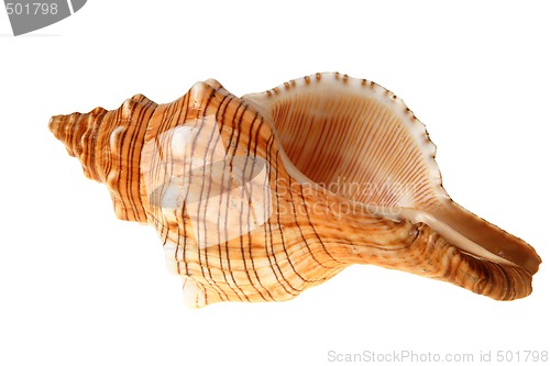 Image of Big shell
