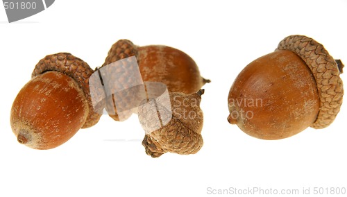 Image of Acorns