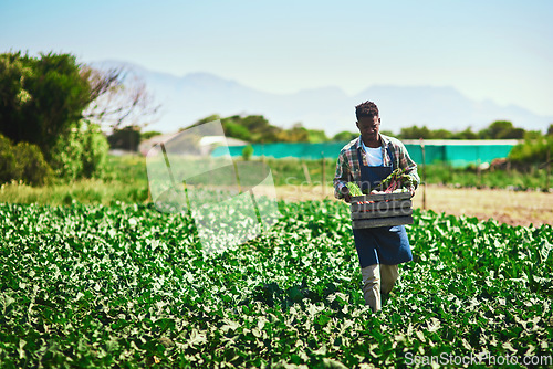 Image of Farmer, agriculture and black man with crate on farm after harvest of vegetables on mockup. Agro, countryside and African person with box of green product, food or farming in field for sustainability