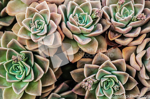 Image of Nature, plant and closeup of succulent in garden for texture, environment and growth. Grow, desert and spring with cactus flowers arrangement for horticulture, ecology and leaf decoration