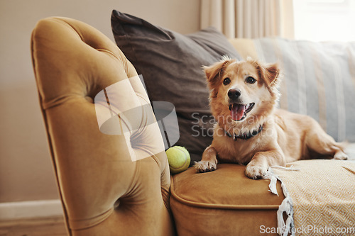 Image of Home, pet and dog on a couch, relax and support in the living room, happy and chilling. Animal, canine and best friend on a sofa, tennis ball and cute in the lounge, playful and care in an apartment
