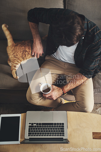 Image of Laptop, coffee and man with cat on sofa to bond, relax and shopping online with credit card. Computer, animal and top view of male person rubbing kitten pet with care and drink latte in living room.