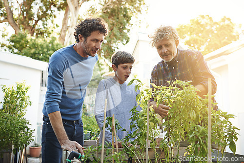 Image of Family working in garden together in backyard with generations, grandfather with father and kid with plants. Bonding, love and nature with men and boy outdoor with green fingers and gardening at home