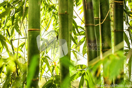 Image of Bamboo forrest, closeup and leaves with growth, sunshine and outdoor in summer with natural landscape. Plants, trees and woods at park, countryside or jungle in nature, sustainability and environment