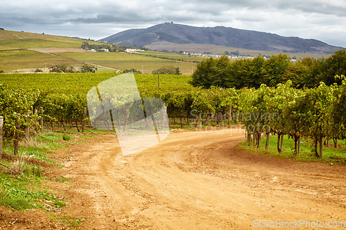 Image of Farm, agriculture and sustainability with a dirt road through crops in nature for growing wine making grapes. Landscape, spring and growth in the countryside for the production of alcohol with a view