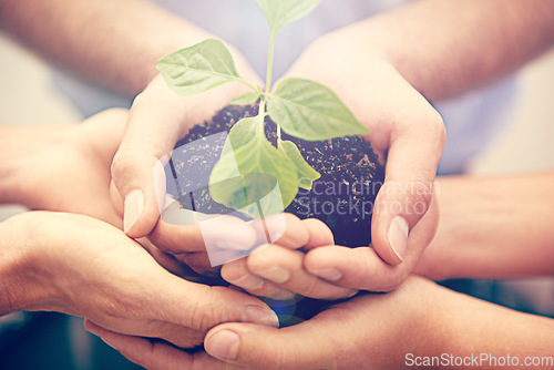 Image of Closeup, plants and hands of group, people and sustainability in support, hope and care for climate change. Teamwork, trust and growth of leaf, soil and green future, collaboration and accountability