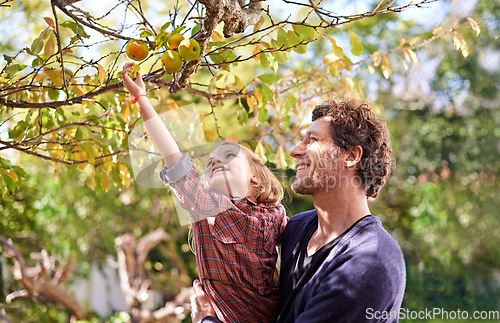 Image of Picking apple, father or girl kid in garden with fruit and happy outdoor, love or family together in orchard. Man spending quality time with daughter on health farm, nutrition or food trees in nature