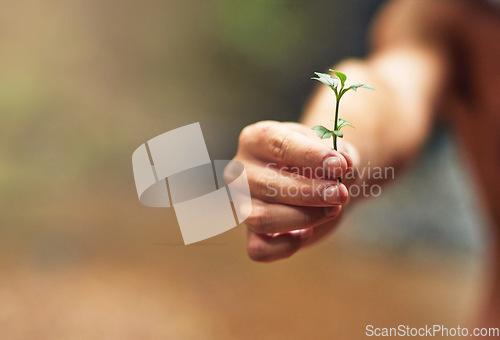 Image of Nature growth, hands or plant for earth day, sustainability or gardening for agriculture care or farming. Green, eco friendly or closeup of person hand holding small natural plants for development