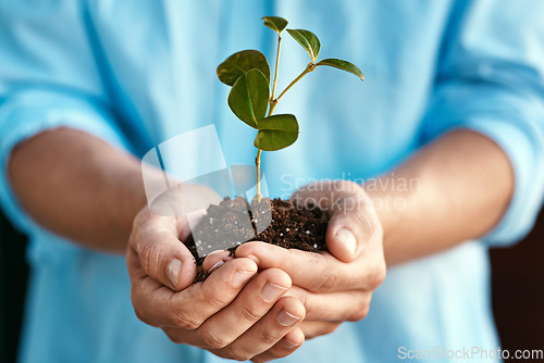 Image of Plant, growth and sustainability with the hands of a person holding a budding flower in soil closeup for conservation. Earth, spring and nature with an adult nurturing plants in dirt for ecology