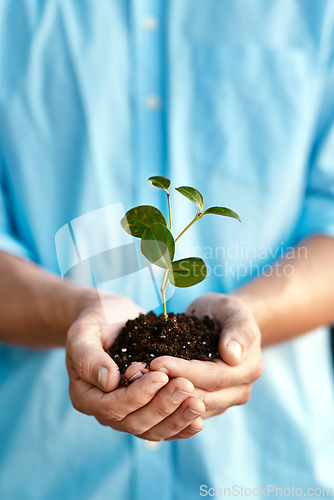 Image of Plant, growth and sustainability with hands holding a budding flower in soil closeup for conservation. Earth, spring or nature with a person nurturing growing plants in dirt for environmental ecology