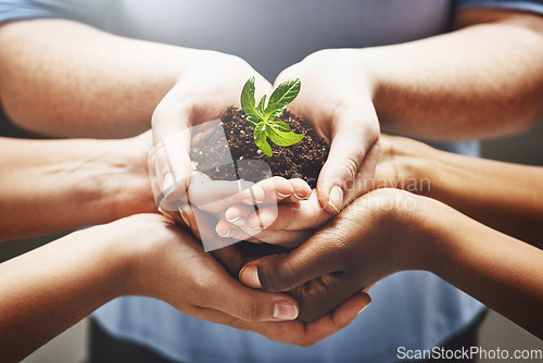 Image of Plant, hands and group of people volunteering, agriculture and agriculture growth or collaboration, help and teamwork. Palm, sapling soil and diversity woman, man or community in sustainable farming