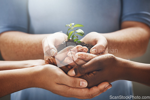 Image of Plant, hands and group of people gardening, agriculture and business growth or collaboration, support and teamwork. Palm, sapling soil and diversity woman, man or community agro, farming or earth day