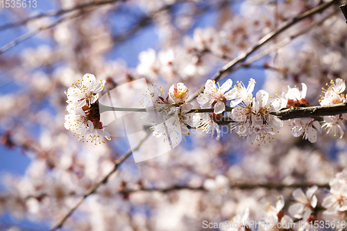 Image of apricot in the spring garden