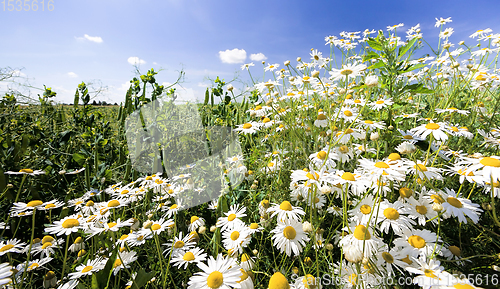 Image of white daisies