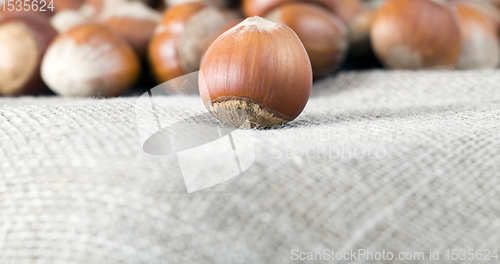 Image of Hazelnuts covered in shell