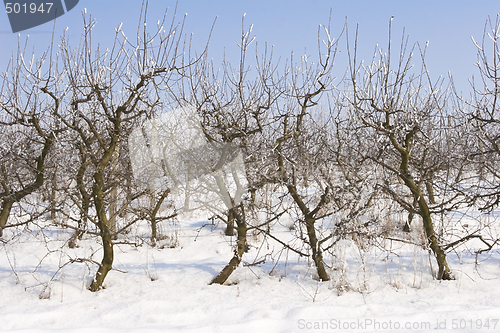 Image of apple orchard covered in snow