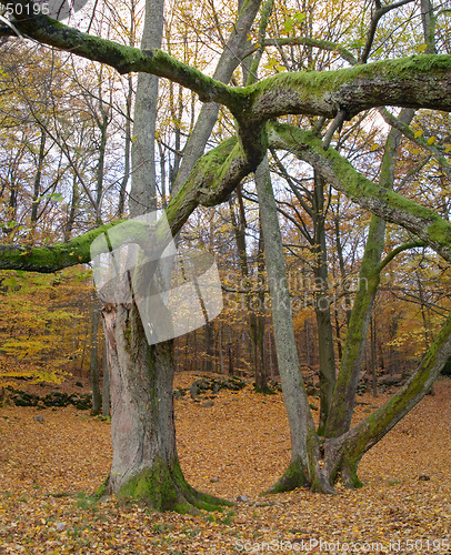 Image of Autumn wood with trees and strange branch