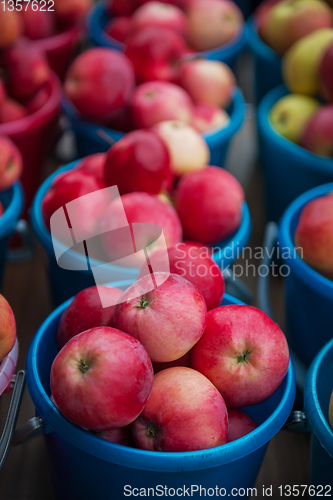 Image of Red ripe apples in bucket.