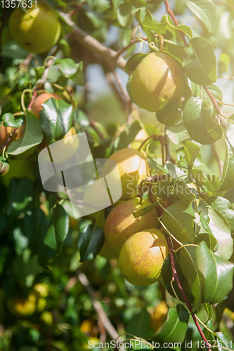 Image of Pear tree with fruit