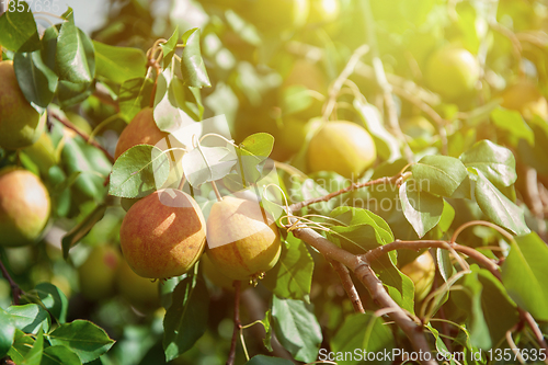 Image of Pear tree with fruit