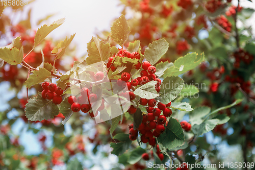 Image of Red berries of hawthorn