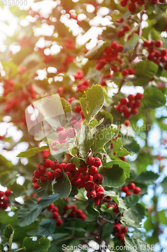 Image of Red berries of hawthorn