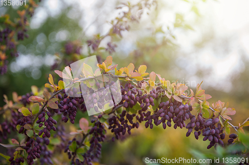 Image of Ripe barberry on a green bush