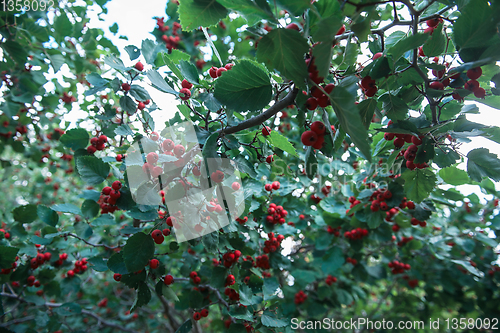 Image of Red berries of hawthorn