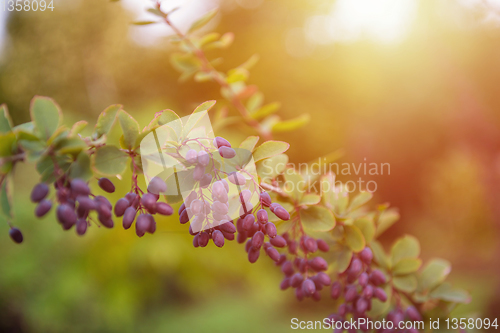 Image of Ripe barberry on a green bush