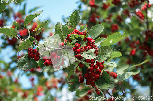 Image of Red berries of hawthorn