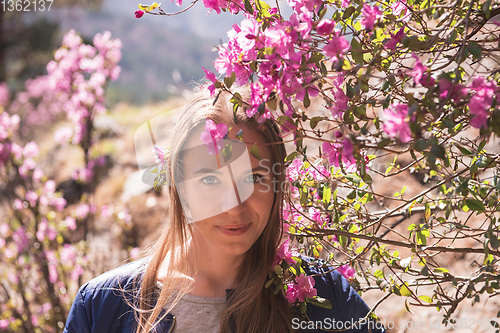 Image of Blooming maralnik rhododendron in Altai mountains