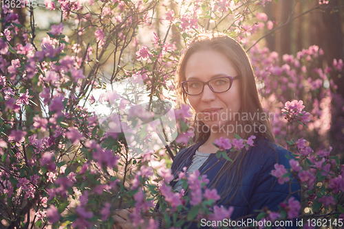 Image of Blooming maralnik rhododendron in Altai mountains