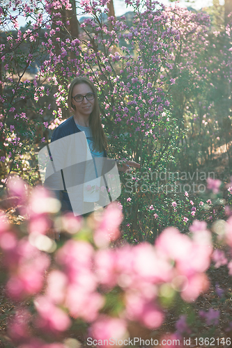 Image of Blooming maralnik rhododendron in Altai mountains