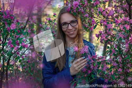 Image of Blooming maralnik rhododendron in Altai mountains