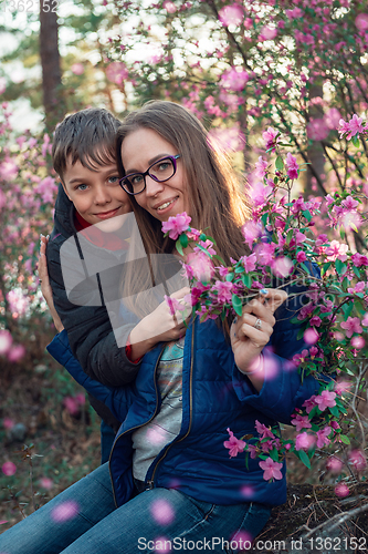 Image of Blooming maralnik rhododendron in Altai mountains