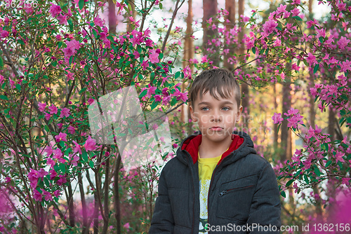 Image of Blooming maralnik rhododendron in Altai mountains