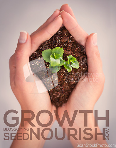 Image of Hands, plant and growth with words for motivation, blossom and leaves in soil for sustainability. Woman, holding dirt or earth for seedling, accountability or eco friendly mindset for sustainable ngo