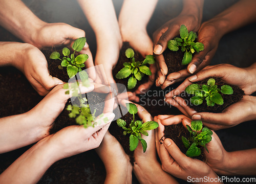 Image of Hands together, plant soil and future growth with sustainability and community work. People above, green leaf and environment project for gardening, farming and sustainable eco dirt for agriculture