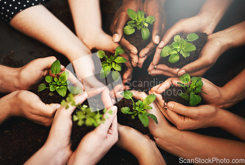 Image of Hands together, plants soil and ecology growth with sustainability and community work. People, green leaf and environment project for gardening, farming and sustainable eco dirt for agriculture