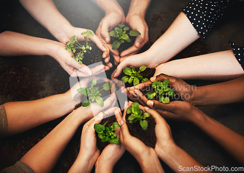 Image of Hands together, plant soil and diversity above with sustainability and community work. People, green leaf and environment project for gardening, farming and sustainable eco dirt for agriculture