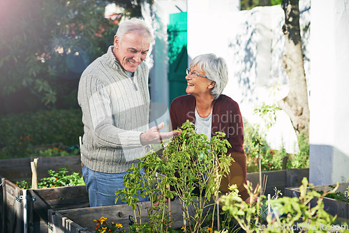 Image of Senior couple gardening in backyard, plants and happiness outdoor with nature and sustainability. Elderly man with woman together in garden during retirement, eco friendly with botany and environment